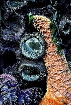 Sea Anemones & Starfish (c/u)